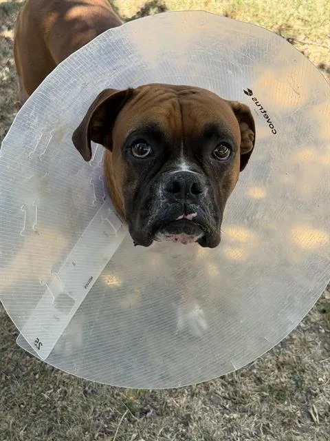 A young large-sized male Boxer dog named Buster for adoption in Riverside, CA