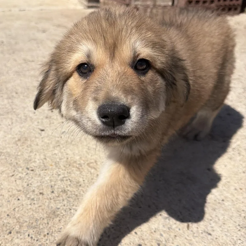 A baby medium-sized female German Shepherd Dog dog named Iris for adoption in Krum, TX