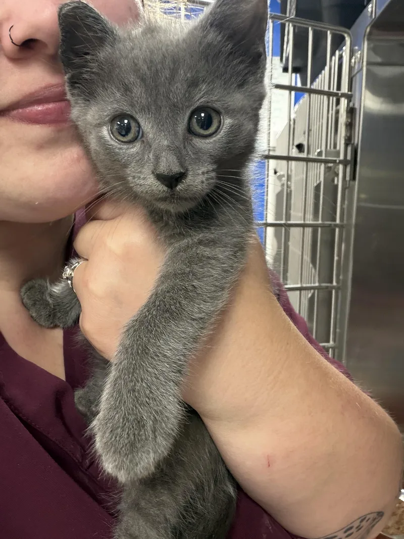 A baby medium-sized male Gray / Blue / Silver Domestic Short Hair cat named Cash for adoption in Greensboro, NC