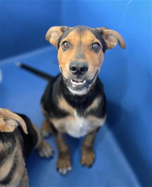 A baby large-sized male Mixed Breed dog named Cliff for adoption in Dallas, TX