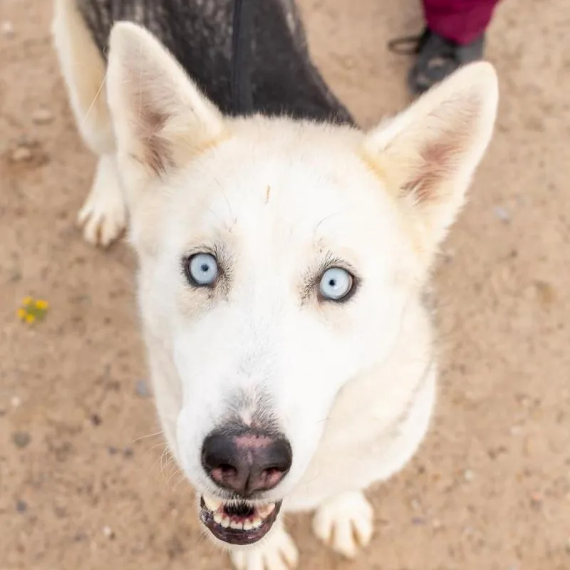 An adult medium-sized female White / Cream Mixed Breed dog named Molly for adoption in Las Cruces, NM