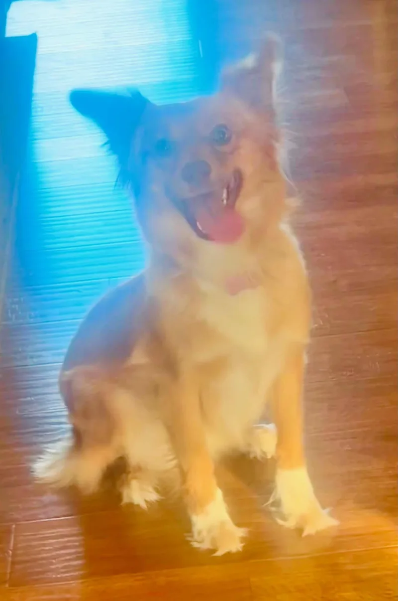 A young medium-sized female Golden Border Collie dog named Bella for adoption in Lexington, KY