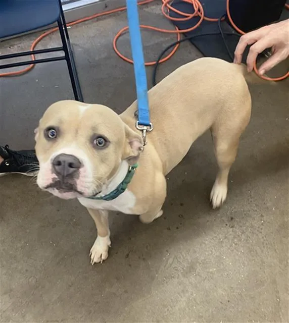 A young large-sized female Mixed Breed dog named Sweetie for adoption in Dallas, TX