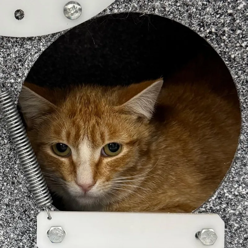 An adult medium-sized male Orange / Red Domestic Short Hair cat named Hedgehog for adoption in Salt Lake City, UT