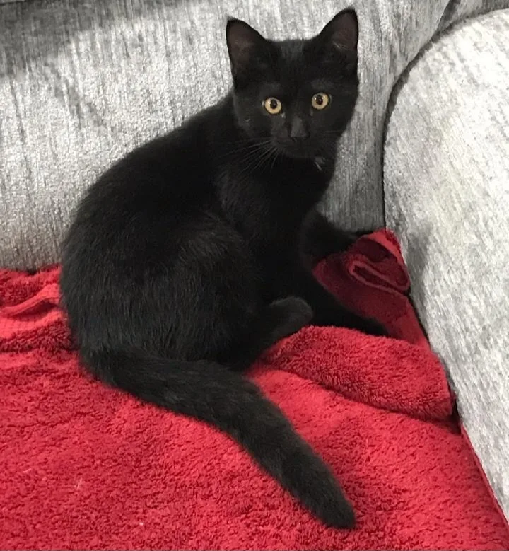 Chandler & Mousetro thumbnail 2