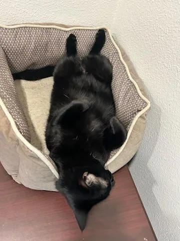 Chandler & Mousetro thumbnail 3