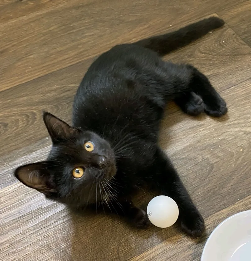 Chandler & Mousetro thumbnail 4