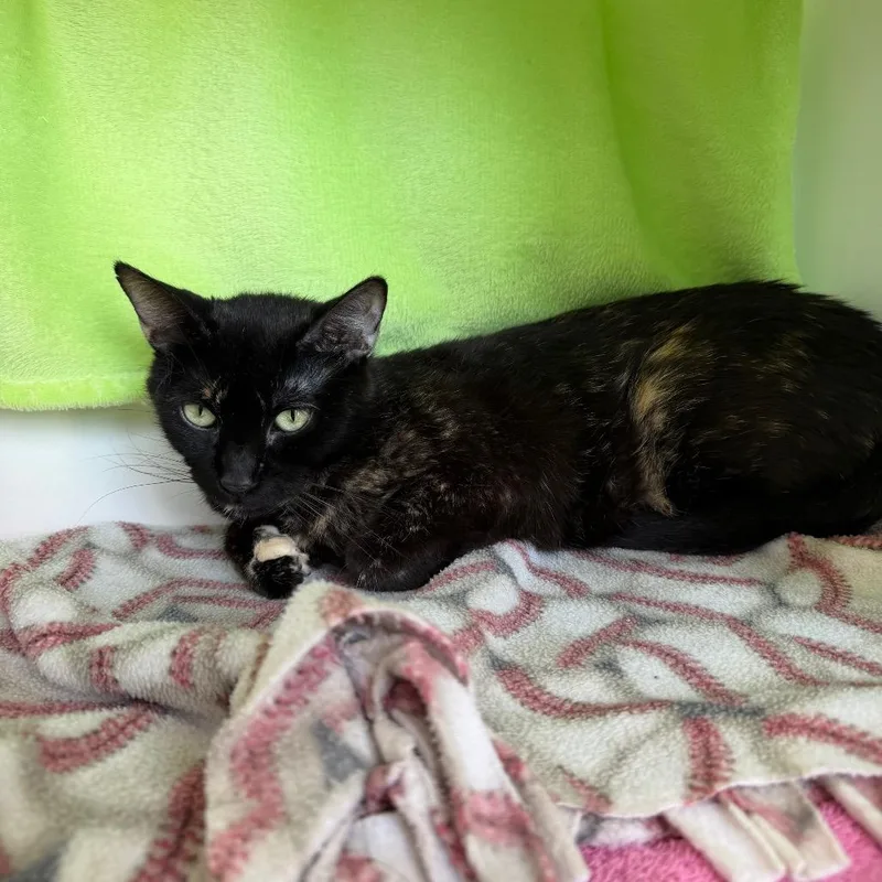 A senior medium-sized female Black Domestic Short Hair cat named Santana for adoption in Council Bluffs, IA