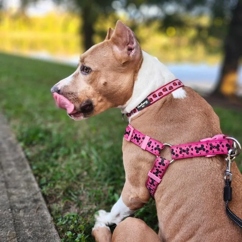 An adult small-sized female Yellow / Tan / Blond / Fawn Mixed Breed dog named Amalthea for adoption in Springboro, OH