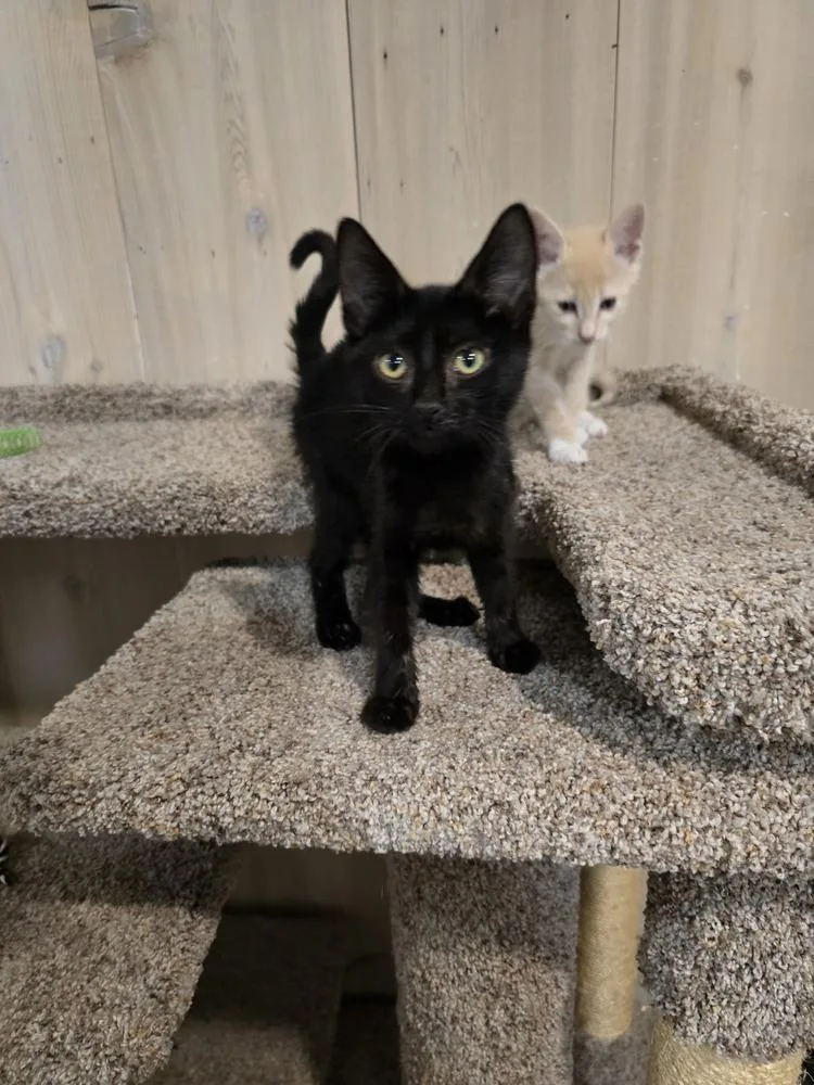 A baby small-sized male Black Domestic Short Hair cat named Cinder for adoption in Vancouver, WA
