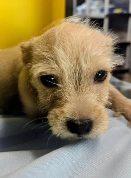 A baby small-sized male Terrier dog named Jakob for adoption in Houston, TX