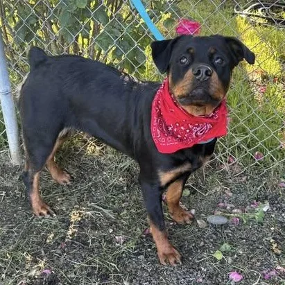 A young small-sized female Black Rottweiler dog named Butters for adoption in Woodland, CA
