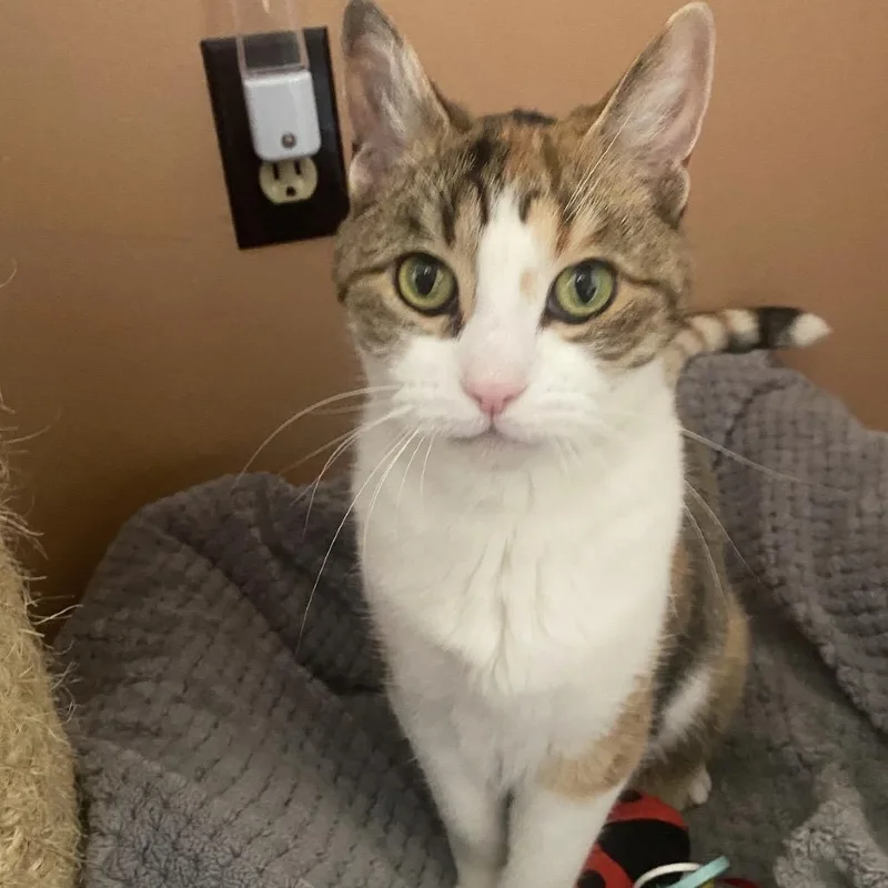 A senior small-sized female Calico Domestic Short Hair cat named Halo for adoption in Spokane, WA