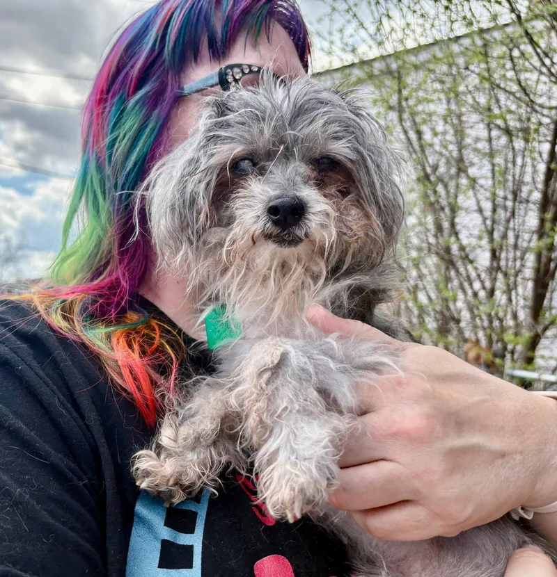 A senior small-sized female Poodle dog named Dottie May Hospice for adoption in Oxford, MI