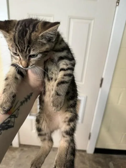 A baby medium-sized female Tabby (Brown / Chocolate) Domestic Short Hair cat named Nexu for adoption in Lynn Haven, FL
