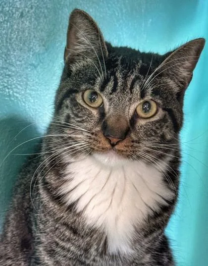 An adult large-sized male Tabby (Gray / Blue / Silver) Domestic Short Hair cat named Socks for adoption in Key West, FL