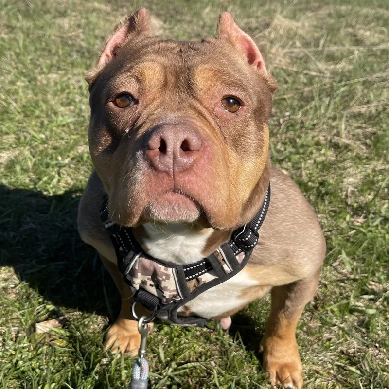 A senior medium-sized female Red / Chestnut / Orange American Bully dog named Diamond for adoption in Allegan, MI