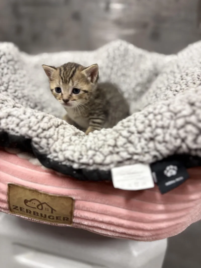 A baby medium-sized female Tabby (Buff / Tan / Fawn) Tabby cat named Toffee for adoption in Mira Loma, CA