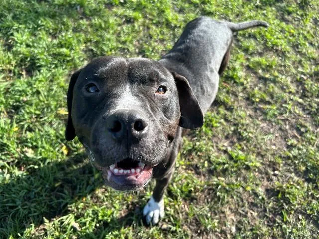 An adult medium-sized male Boxer dog named Blue for adoption in Ocala, FL