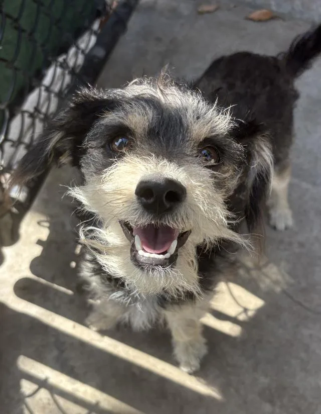 A young small-sized male Cairn Terrier dog named Dougee for adoption in Santa Barbara, CA