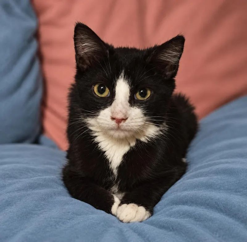A baby medium-sized female Black & White / Tuxedo Tuxedo cat named Alice D for adoption in Fresno, CA