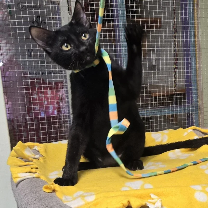 A baby small-sized male Black Domestic Short Hair cat named Robi for adoption in Leander, TX
