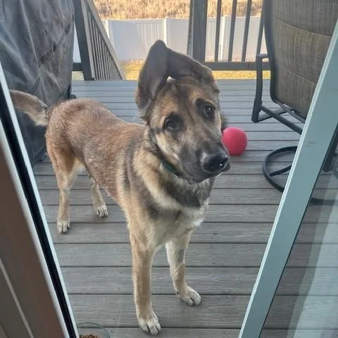 Referral  Moose thumbnail 2