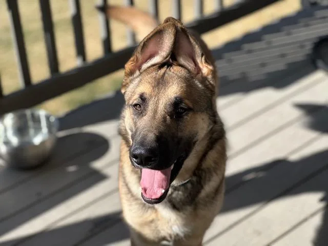 Referral  Moose thumbnail 3