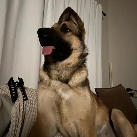 Referral  Moose thumbnail 4