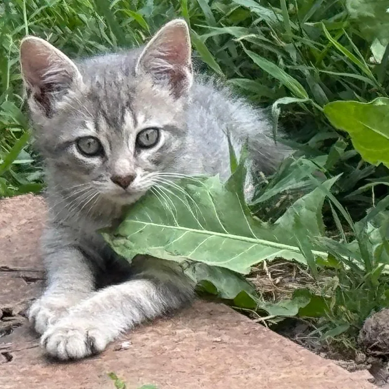 A baby small-sized female Gray / Blue / Silver Domestic Short Hair cat named Carolina Reeper for adoption in West Plains, MO