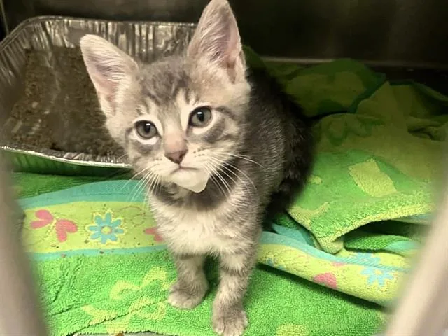 A baby small-sized female Domestic Short Hair cat named Katrina for adoption in Tustin, CA