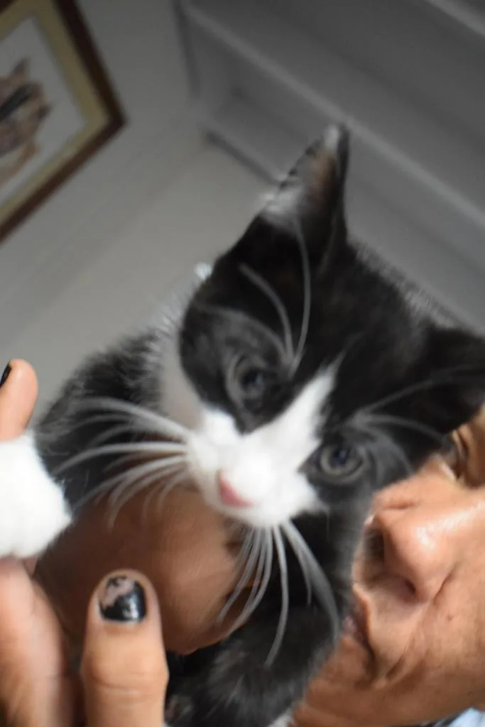 A baby small-sized female Domestic Short Hair cat named Little Man for adoption in Pahrump, NV