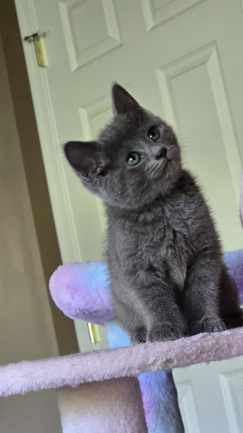 A baby small-sized female Domestic Short Hair cat named Squeak for adoption in BREINIGSVILLE, PA