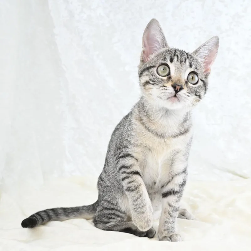 A baby small-sized female Brown / Chocolate Domestic Short Hair cat named Allie for adoption in Mobile, AL