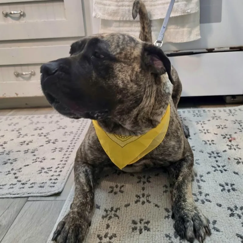 An adult extra large-sized female Brindle Mastiff dog named Ursula for adoption in Baytown, TX