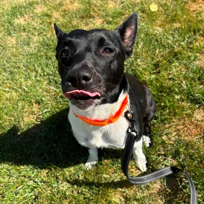 An adult small-sized female Pit Bull Terrier dog named Luna for adoption in Shawnee, KS