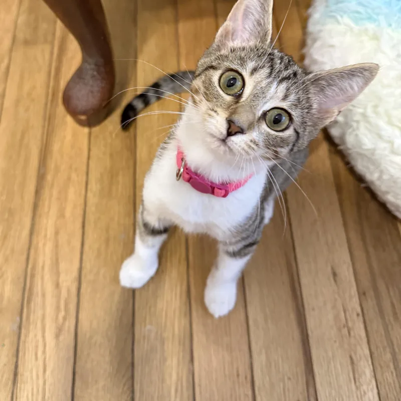 A baby medium-sized female Tabby (Brown / Chocolate) Domestic Short Hair cat named Ladybug for adoption in Fort Oglethorpe, GA