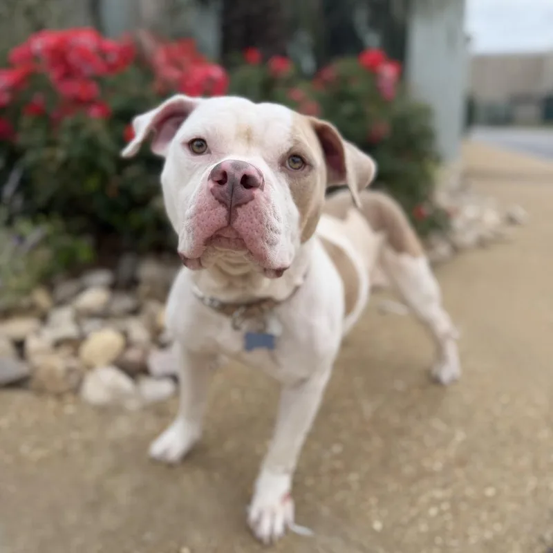An adult medium-sized male Pit Bull Terrier dog named Toad for adoption in Chesapeake, VA