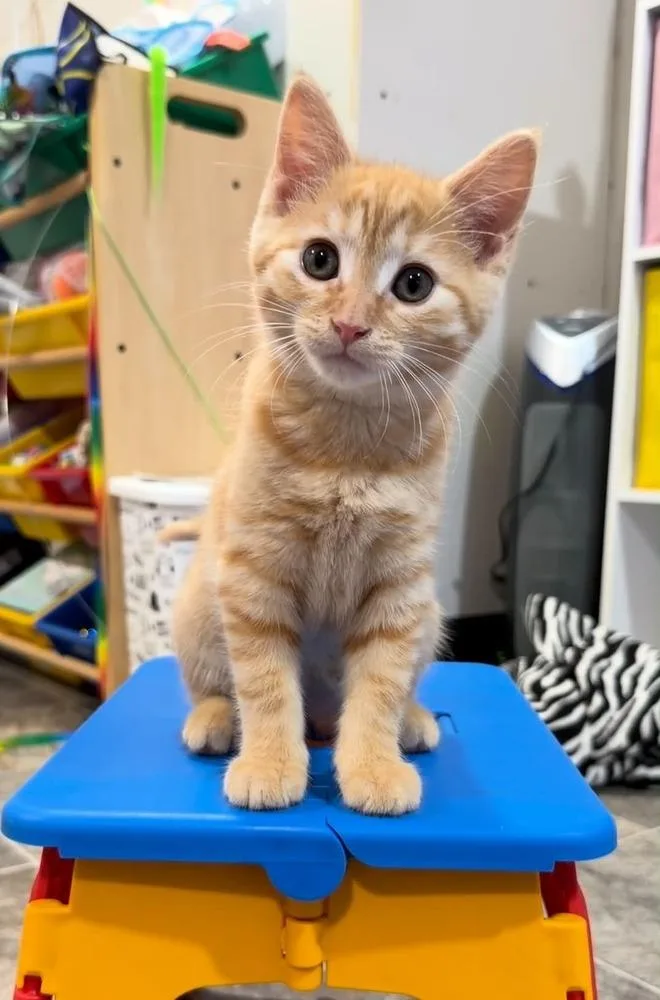 A baby small-sized female Tabby (Orange / Red) Domestic Short Hair cat named Blossom for adoption in Dallas, PA
