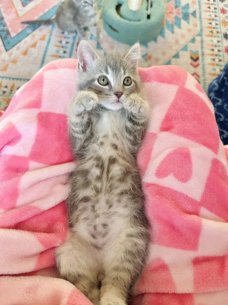 A baby medium-sized male Tabby cat named Gilbert for adoption in Georgetown, KY