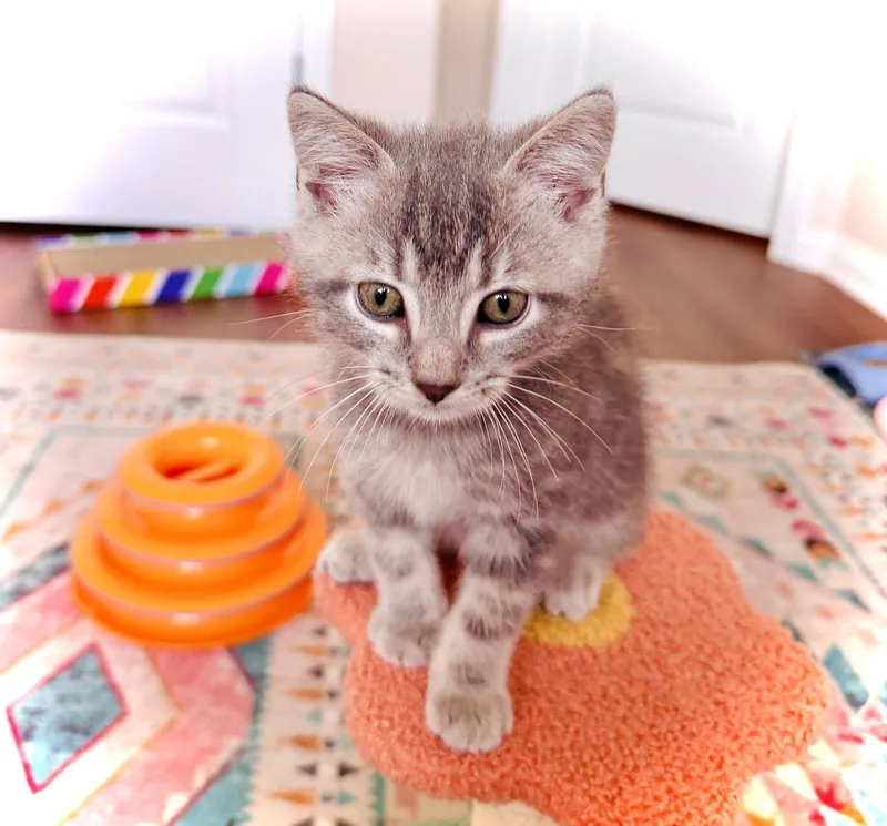Gilbert thumbnail 2