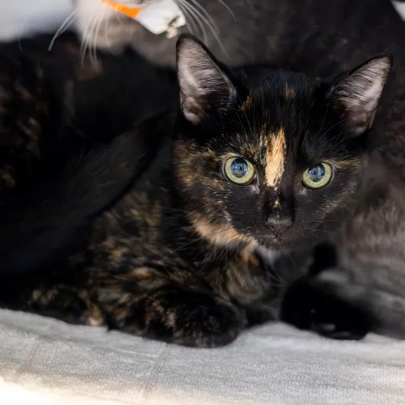 A baby small-sized female Domestic Short Hair cat named Star for adoption in Wilmington, DE