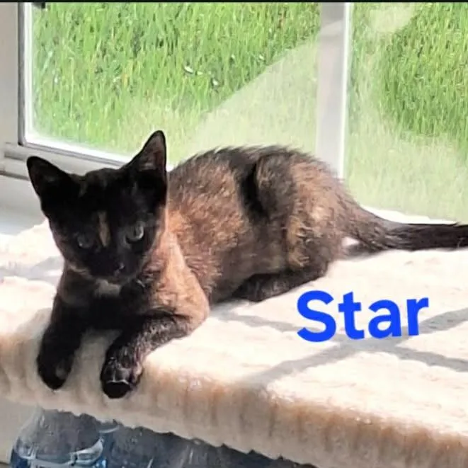 Star thumbnail 2