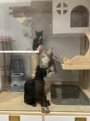 A baby small-sized male Domestic Short Hair cat named Wonton for adoption in Washington, DC