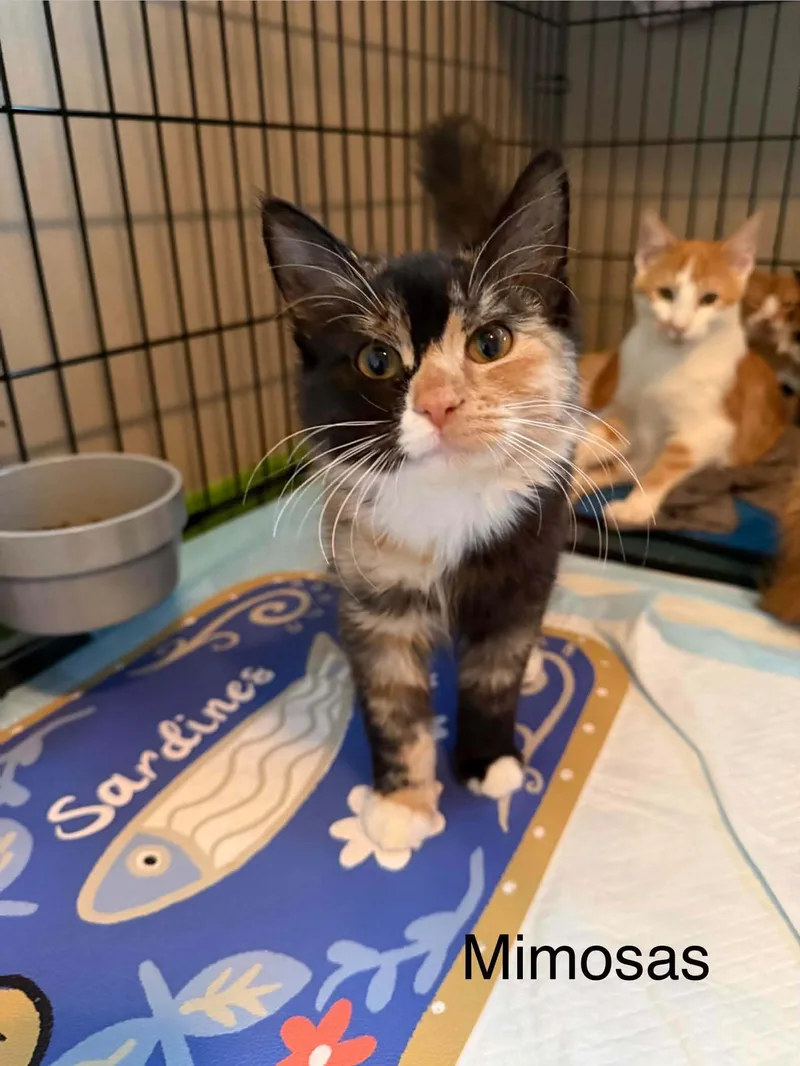 A baby medium-sized female Tortoiseshell cat named Mimosa for adoption in Omaha, NE