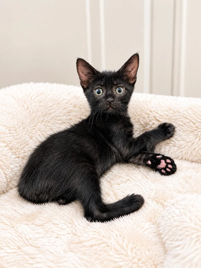 A baby medium-sized male Black Domestic Short Hair cat named Bluebell for adoption in Los Angeles, CA