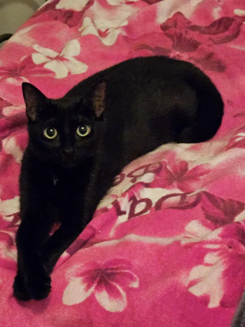 A young medium-sized female Domestic Short Hair cat named Honey for adoption in Flushing, NY