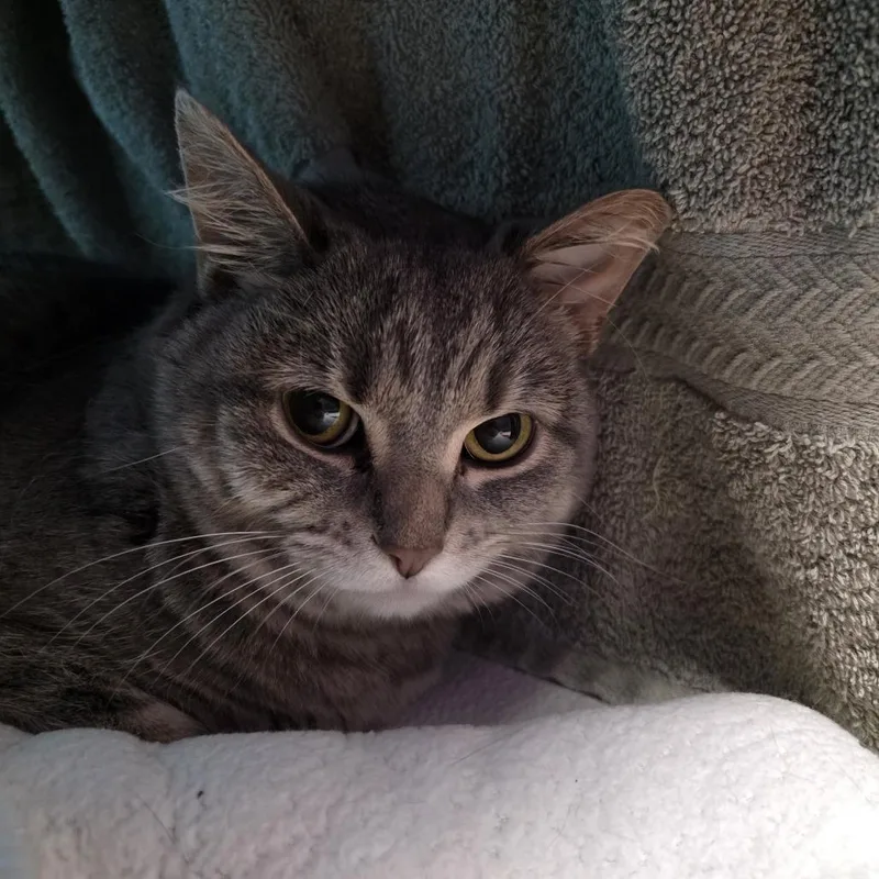 An adult medium-sized female Gray / Blue / Silver Domestic Short Hair cat named Adelaide for adoption in Oshkosh, WI