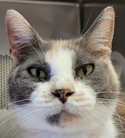An adult medium-sized female Domestic Short Hair cat named Emmylou for adoption in Eugene, OR