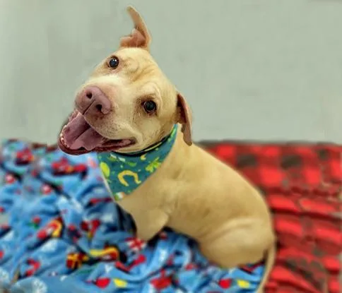 An adult medium-sized female Pit Bull Terrier dog named Allison for adoption in Tucson, AZ